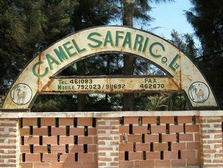 excursie Camel safari